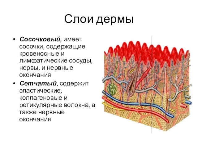 Слои дермы Сосочковый, имеет сосочки, содержащие кровеносные и лимфатические сосуды, нервы,