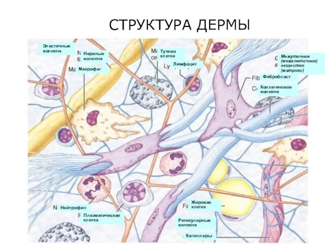 СТРУКТУРА ДЕРМЫ Эластичные волокна Нервные волокна Макрофаг Тучная клетка Лимфоцит Фибробласт