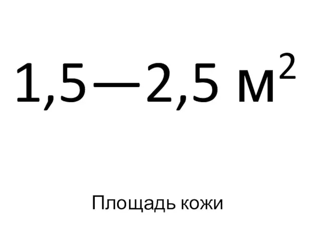 Площадь кожи 1,5—2,5 м2