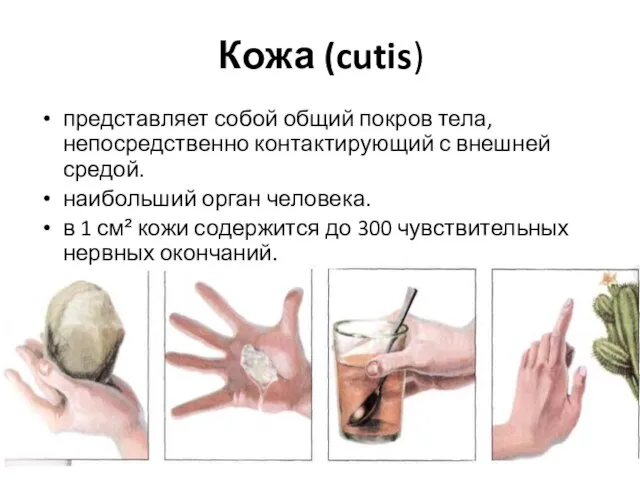 Кожа (cutis) представляет собой общий покров тела, непосредственно контактирующий с внешней