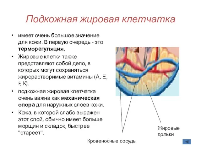 Подкожная жировая клетчатка имеет очень большое значение для кожи. В первую