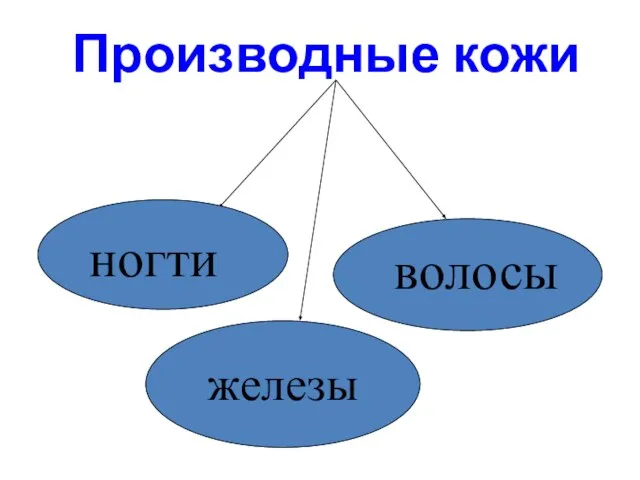 Производные кожи ногти волосы железы