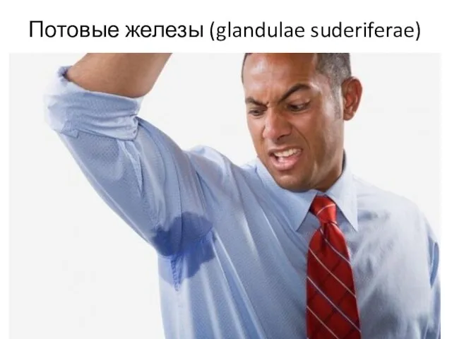 Потовые железы (glandulae suderiferae)