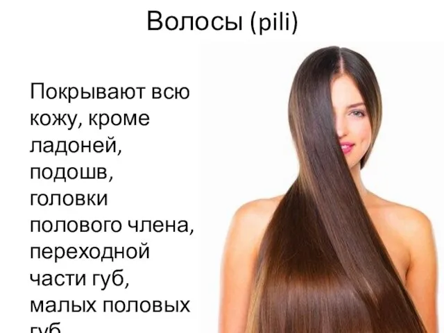 Волосы (pili) Покрывают всю кожу, кроме ладоней, подошв, головки полового члена,