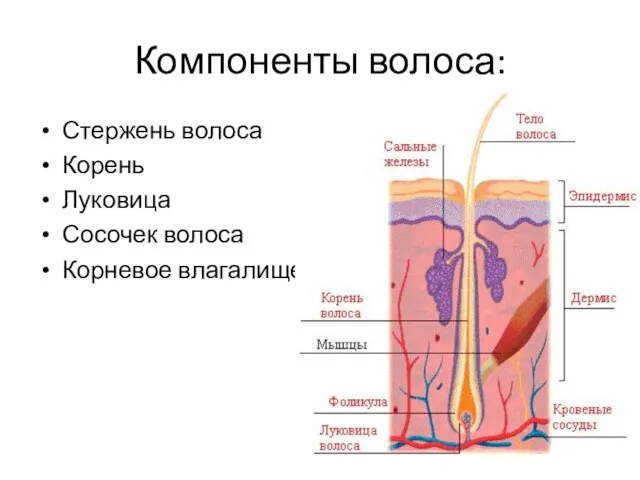 Компоненты волоса: Стержень волоса Корень Луковица Сосочек волоса Корневое влагалище