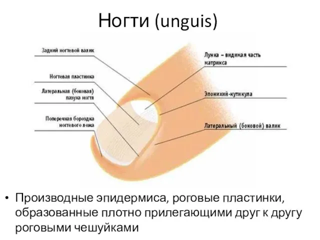 Ногти (unguis) Производные эпидермиса, роговые пластинки, образованные плотно прилегающими друг к другу роговыми чешуйками