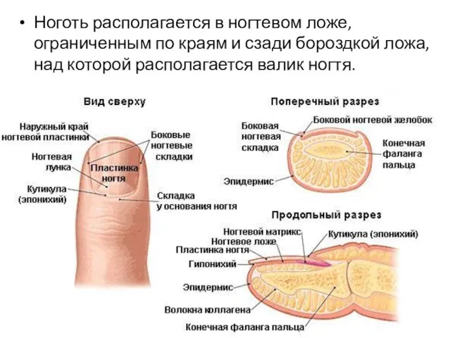 Ноготь располагается в ногтевом ложе, ограниченным по краям и сзади бороздкой