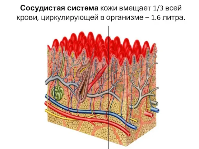 Сосудистая система кожи вмещает 1/3 всей крови, циркулирующей в организме – 1.6 литра.