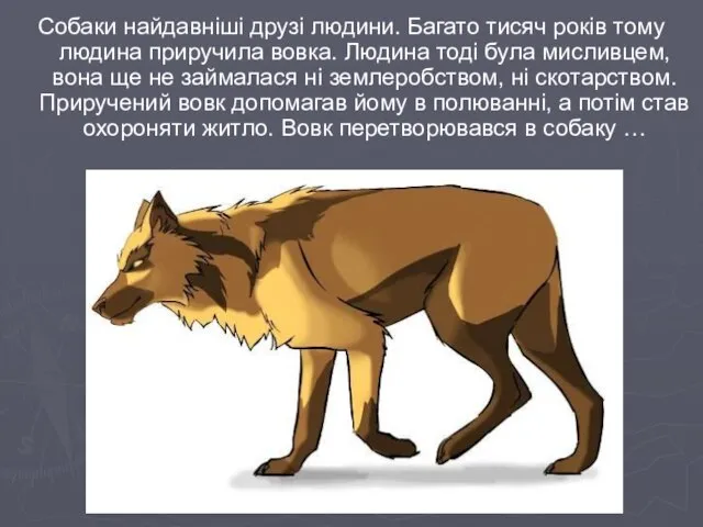 Собаки найдавніші друзі людини. Багато тисяч років тому людина приручила вовка.