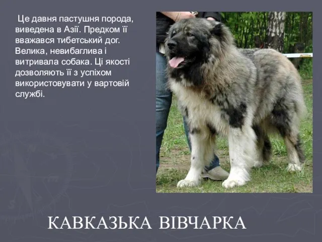 Це давня пастушня порода, виведена в Азії. Предком її вважався тибетський