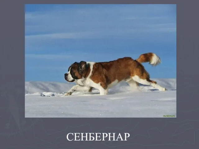 СЕНБЕРНАР