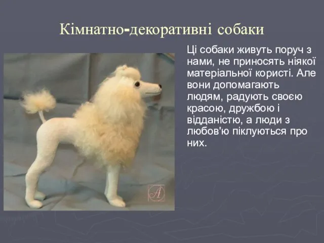 Кімнатно-декоративні собаки Ці собаки живуть поруч з нами, не приносять ніякої