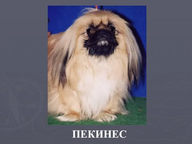 ПЕКИНЕС