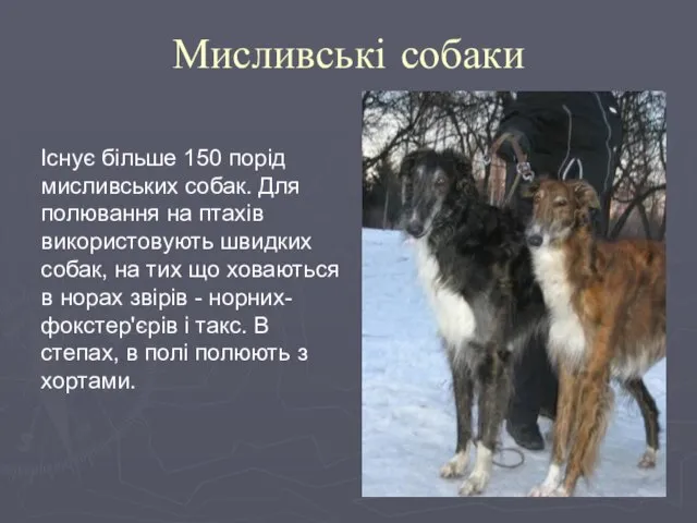 Мисливські собаки Існує більше 150 порід мисливських собак. Для полювання на