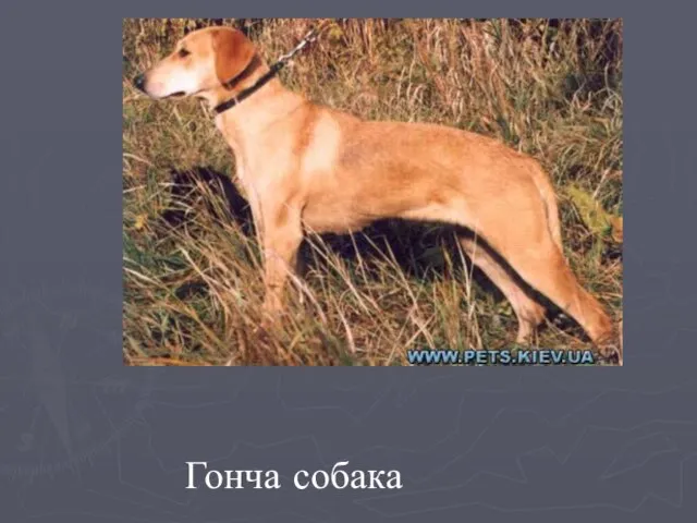 Гонча собака