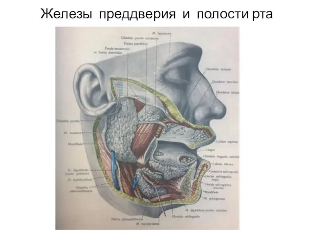 Железы преддверия и полости рта