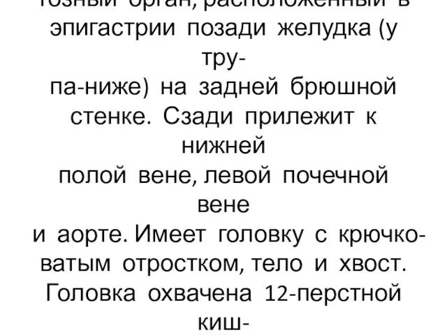 Поджелудочная железа-паренхима- тозный орган, расположенный в эпигастрии позади желудка (у тру-