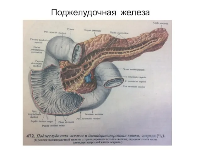 Поджелудочная железа