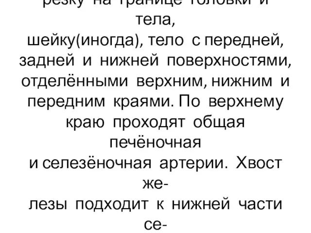 Поджелудочная железа имеет вы- резку на границе головки и тела, шейку(иногда),