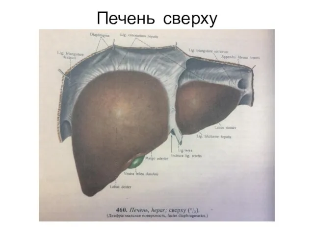 Печень сверху