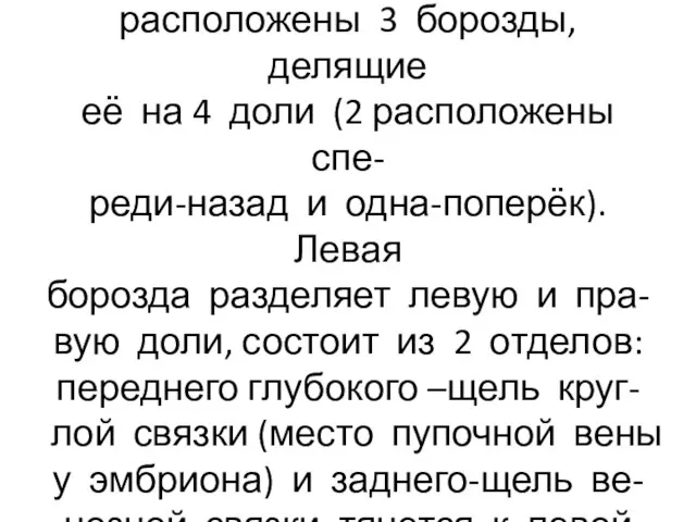 На нижней поверхности печени расположены 3 борозды, делящие её на 4