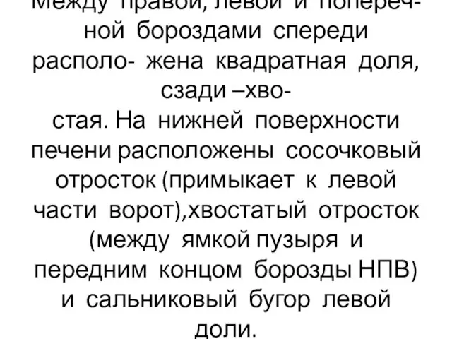 Между правой, левой и попереч- ной бороздами спереди располо- жена квадратная