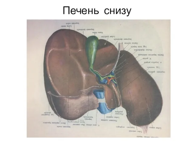 Печень снизу