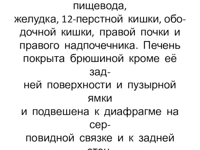 На нижней поверхности печени имеются вдавления от пищевода, желудка, 12-перстной кишки,