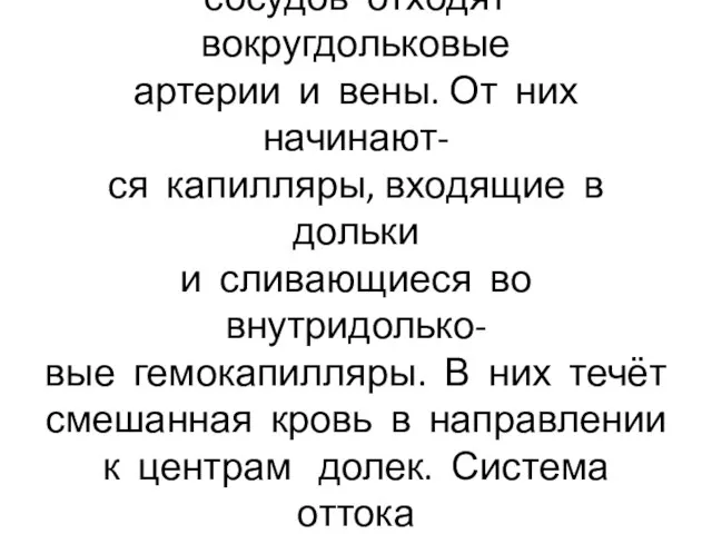 Междольковые артерии и вены идут вдоль печёночных долек, от сосудов отходят