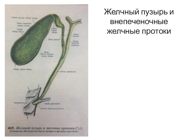 Желчный пузырь и внепеченочные желчные протоки