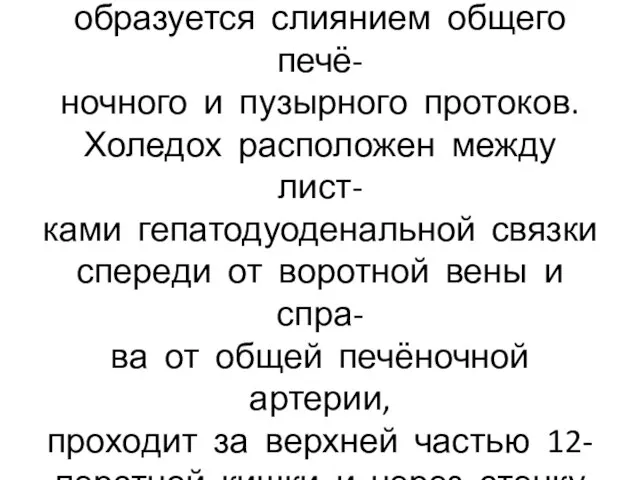 Общий желчный проток (холедох) образуется слиянием общего печё- ночного и пузырного