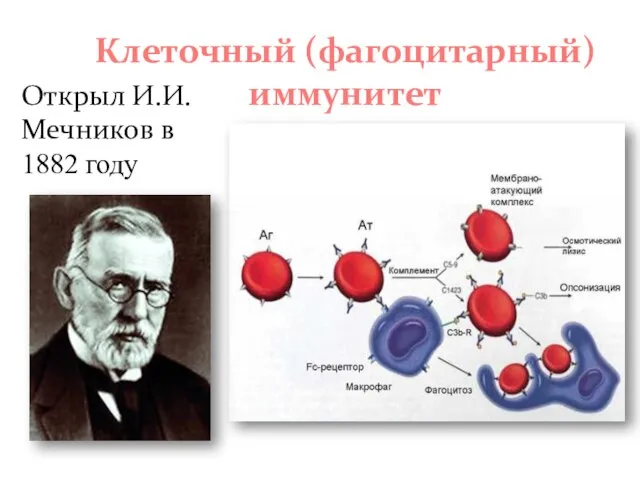 Клеточный (фагоцитарный) иммунитет Открыл И.И.Мечников в 1882 году