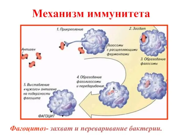 Механизм иммунитета Фагоцитоз- захват и переваривание бактерии.