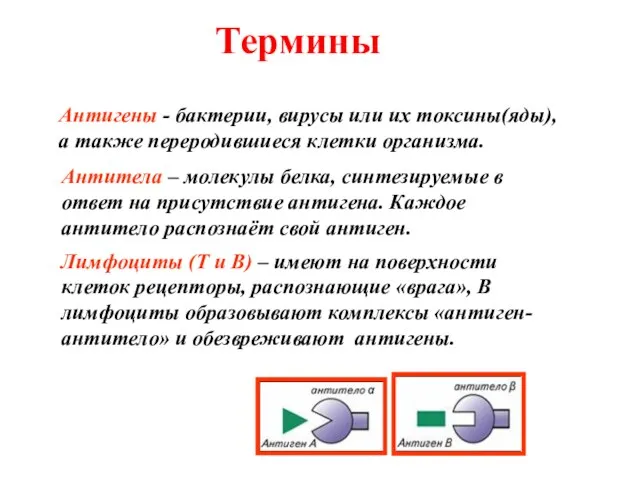 Термины Антигены - бактерии, вирусы или их токсины(яды), а также переродившиеся