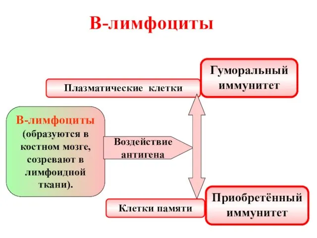 В-лимфоциты В-лимфоциты (образуются в костном мозге, созревают в лимфоидной ткани). Воздействие