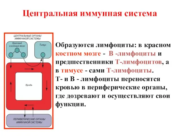 Центральная иммунная система Образуются лимфоциты: в красном костном мозге - В