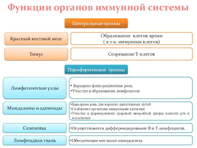 Центральные органы Функции органов иммунной системы Периферические органы Красный костный мозг