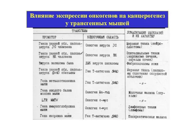 Влияние экспрессии онкогенов на канцерогенез у трансгенных мышей