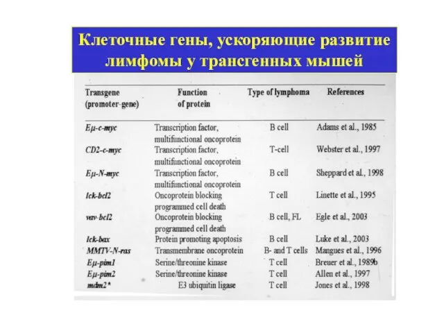 Клеточные гены, ускоряющие развитие лимфомы у трансгенных мышей