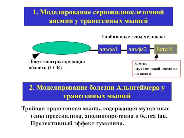 1. Моделирование серповидноклеточной анемии у трансгенных мышей альфа1 альфа2 Бета S