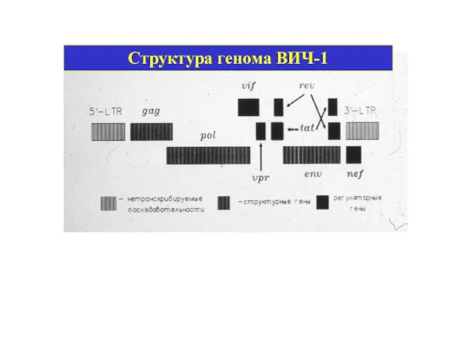 Структура генома ВИЧ-1