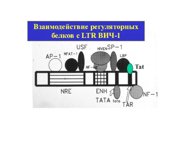 Взаимодействие регуляторных белков с LTR ВИЧ-1 Tat