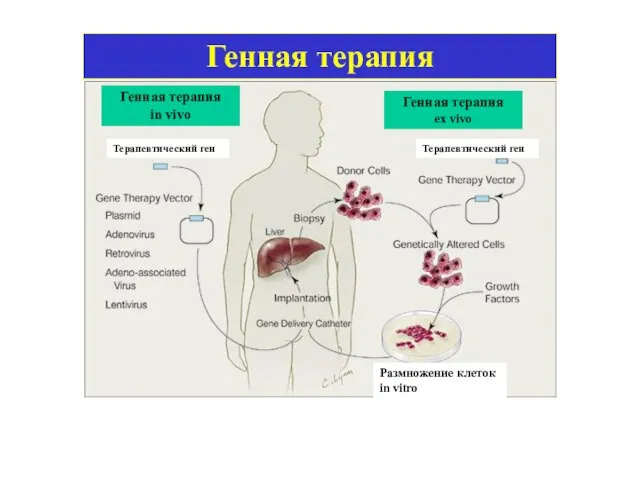 Генная терапия in vivo Генная терапия ex vivo Размножение клеток in