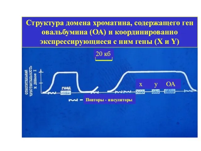 Структура домена хроматина, содержащего ген овальбумина (ОА) и координированно экспрессирующиеся с