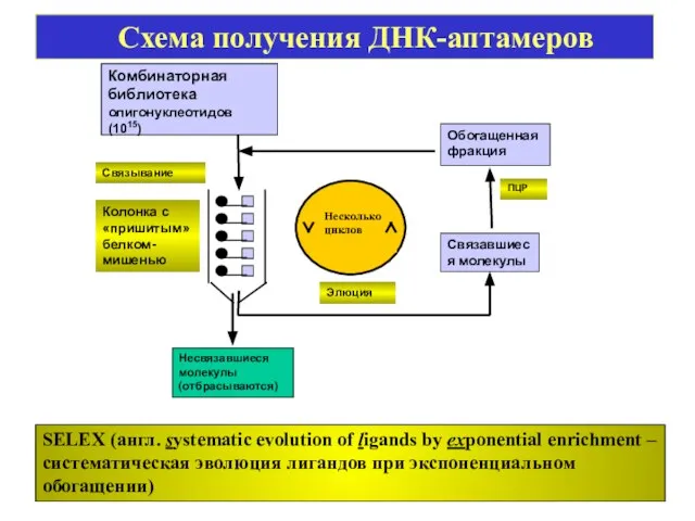 SELEX (англ. systematic evolution of ligands by exponential enrichment – систематическая