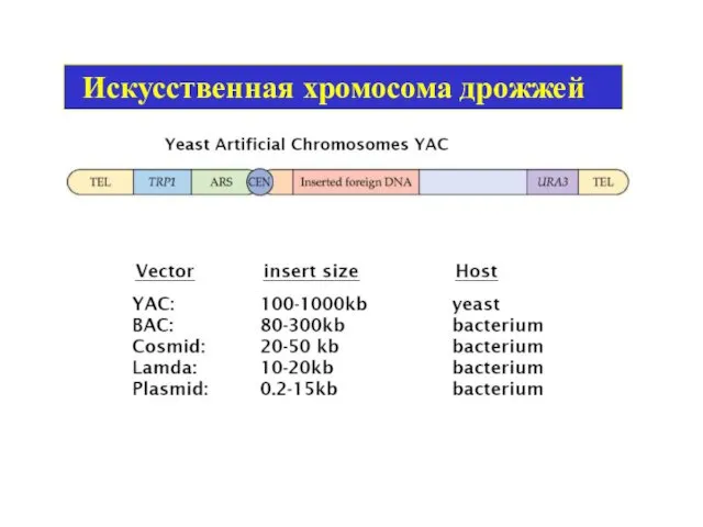 Искусственная хромосома дрожжей