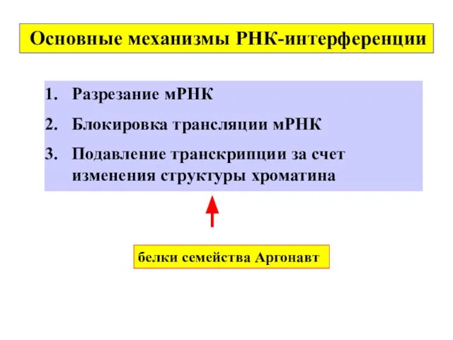 белки семейства Aргонавт Основные механизмы РНК-интерференции Разрезание мРНК Блокировка трансляции мРНК