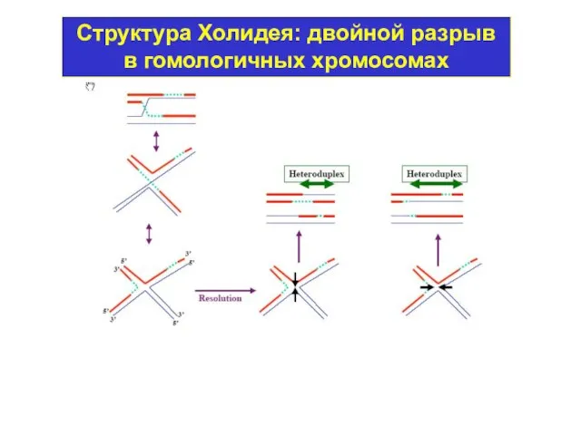 Структура Холидея: двойной разрыв в гомологичных хромосомах