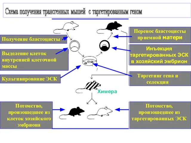 Потомство, произошедшее из таргетированных ЭСК Потомство, произошедшее из клеток хозяйского эмбриона