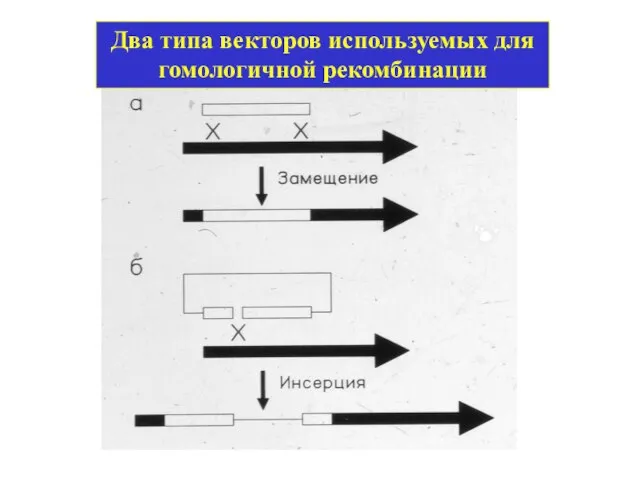 Два типа векторов используемых для гомологичной рекомбинации